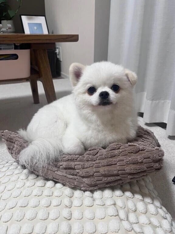 おすすめ🥟⭐️