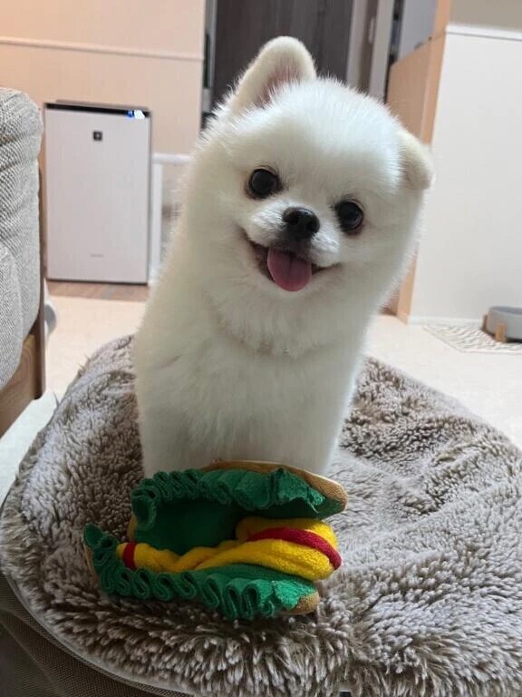 おすすめ🥟⭐️