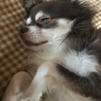 ひまわり