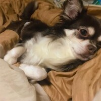 ひまわり