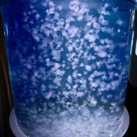 白雪