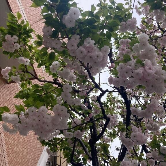 今朝も…