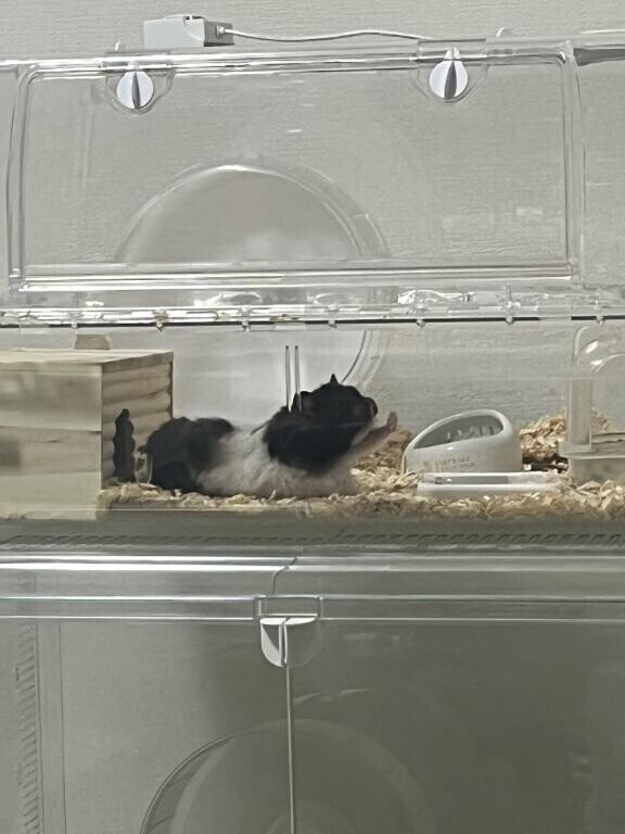 秋の味覚?本文へ