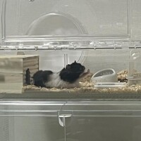 ひとみ