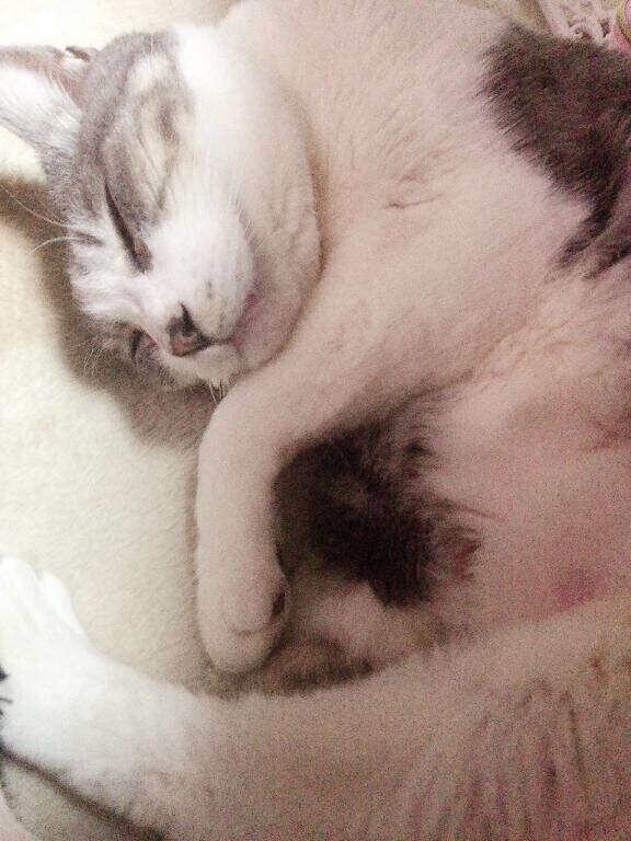 生まれ変わったら猫になりたい、可愛がられたい