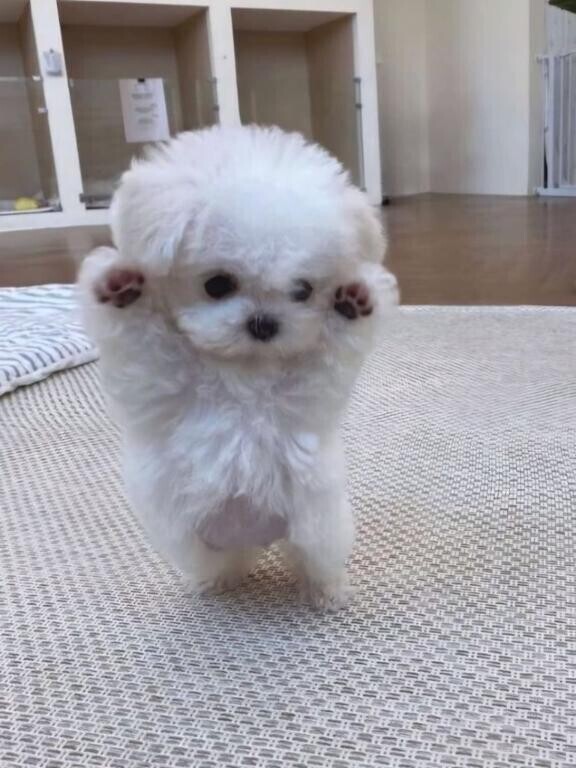 明日待ってます?