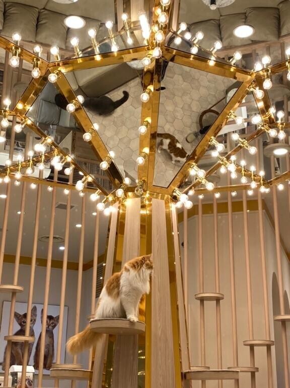 もふもふするのが好き