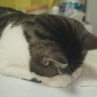 夏目ユエ