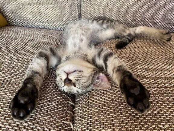今日も^._.^