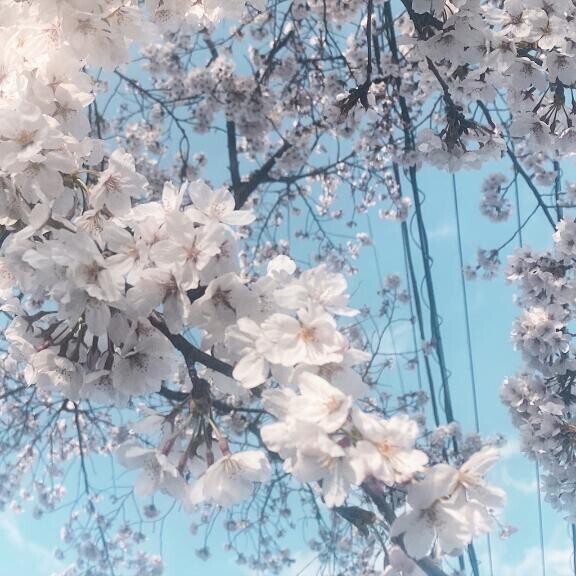 春が来ましたね??