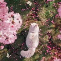 ひなの
