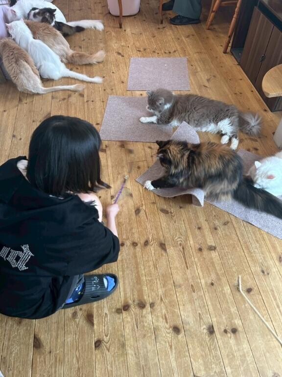 ?猫派になりかけている…??