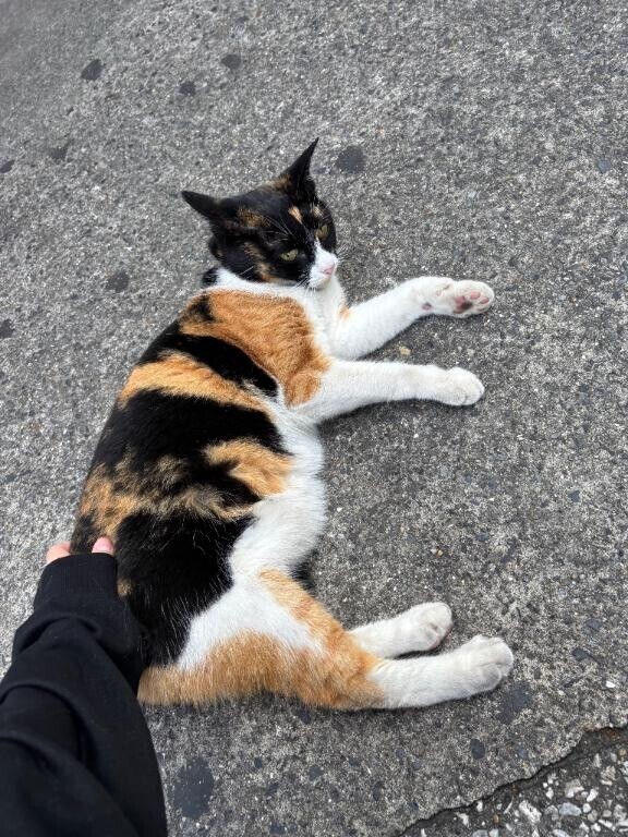 ?ねこ日記??