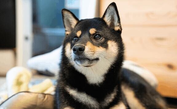 [お題]from:トイプーさん