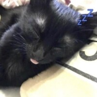 ちほ