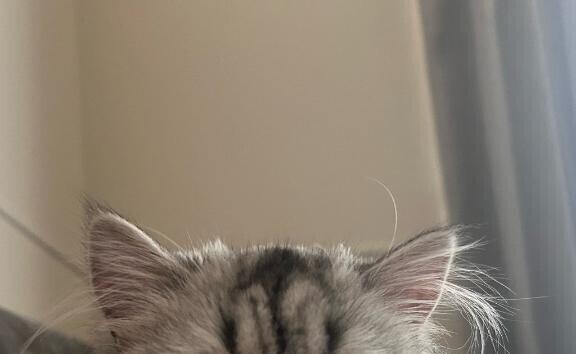 [お題]from:猫飼いたいさん