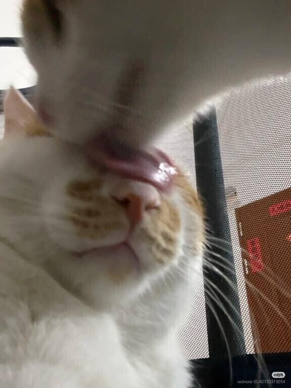 あいにきてね