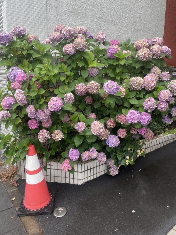 しばらく