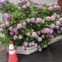 のの