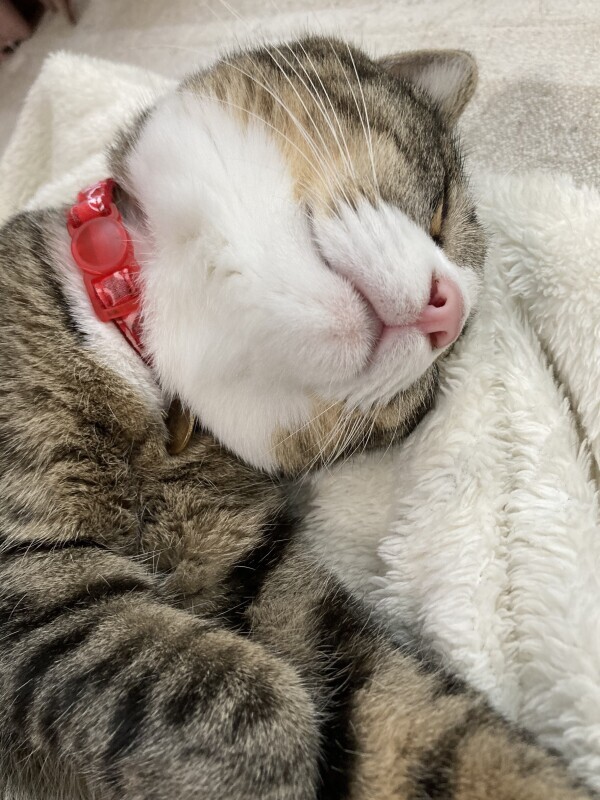 おやすみ