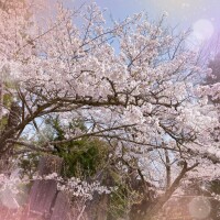 ほたる