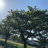 なぎ