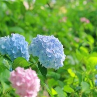 なぎさ
