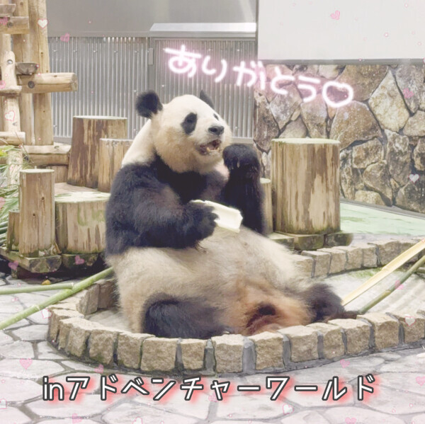 ラストパンダ🐼🌱