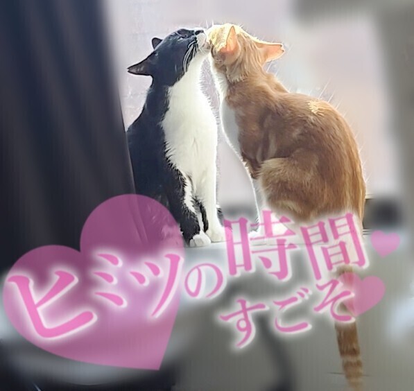 🐱窓際でイチャイチャ……ずるい❣️(๑˘･з･˘)
