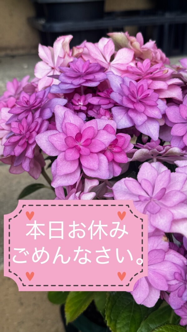 お休みします