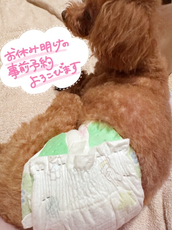 パンパース犬🐶