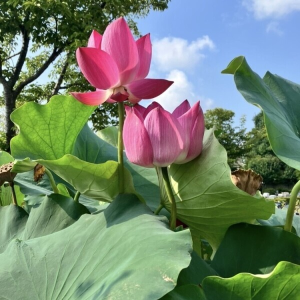 感謝の思いが そっと満ちて