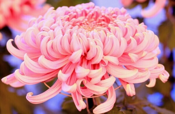 菊に願う、こころの安らぎ