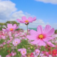 ふみ
