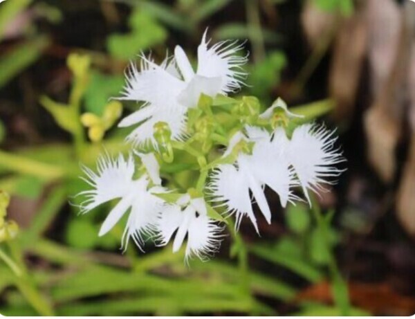 花影に揺れる九月の余韻