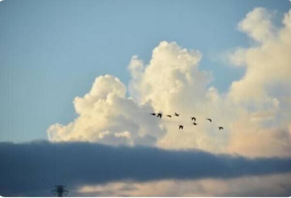 鴻雁きたる夜に