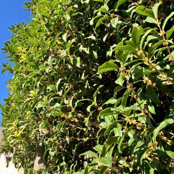 ふわり、金木犀の香る朝に