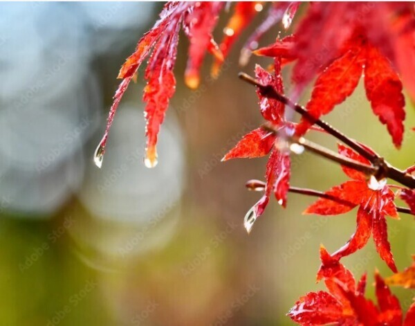 こさめ　ときどき　ふる