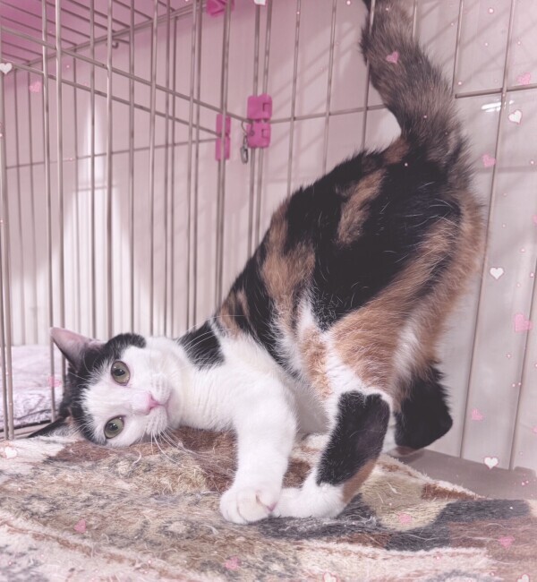 セクシーポーズ💕︎🐈