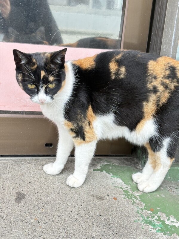 地元のかわいこちゃん