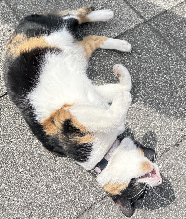 地元のかわいこちゃん