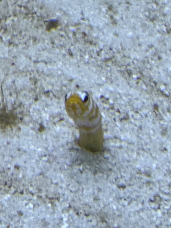 入院してました😭