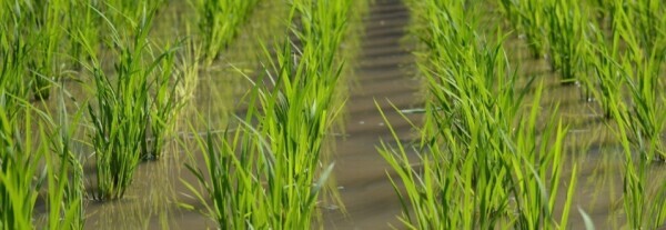 田植えのため