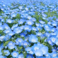 なぎさ