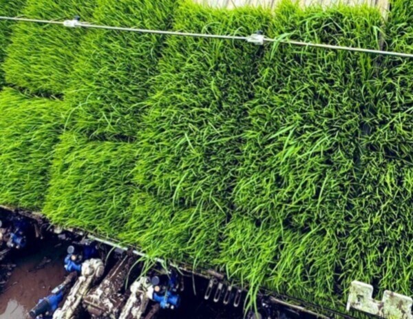 明日 田植えのため