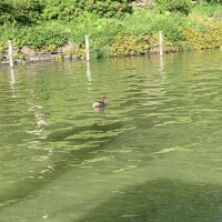 ちな