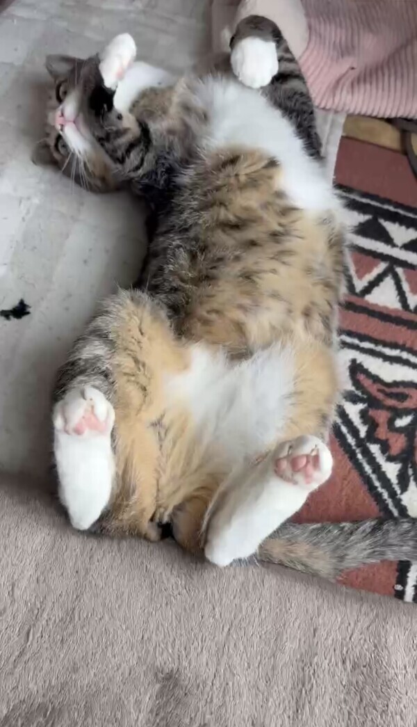 もしかしたら