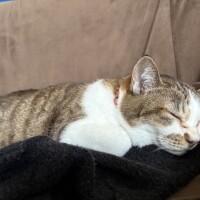 みわ
