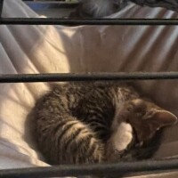 猫ちゃんに出会いました！?