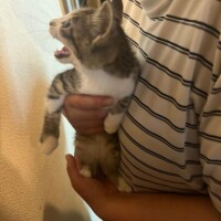 最近猫ちゃん大きくなりました?